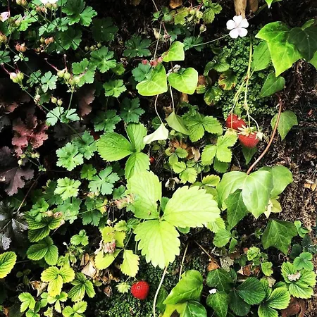 La Maison Odeia Centre 4* Bordeaux