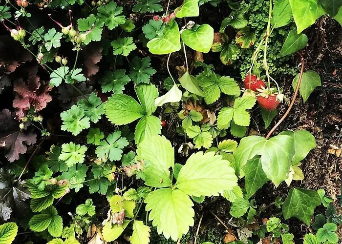 La Maison Odeia Centre 4* Bordéus